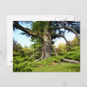 Cedar-of-Lebanon Tree Postcard ポストカード (正面/裏面)