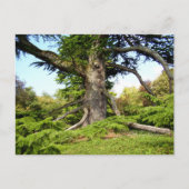 Cedar-of-Lebanon Tree Postcard ポストカード (正面)