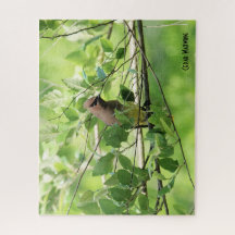 Cedar Waxwing、鳥の愛人の