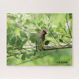 Cedar Waxwing、鳥の愛人の ジグソーパズル