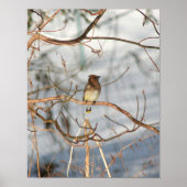 Cedar Waxwing In Winter Animal ポスター (正面)
