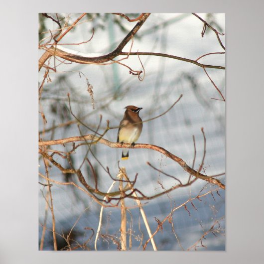Cedar Waxwing In Winter Animal ポスター (正面)
