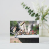 Cedar Waxwings at Bird Bath Postcard ポストカード (スタンド正面)