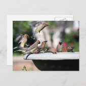 Cedar Waxwings at Bird Bath Postcard ポストカード (正面/裏面)
