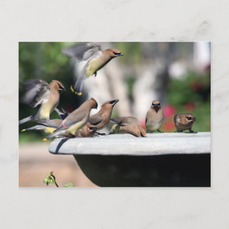 Cedar Waxwings at Bird Bath Postcard ポストカード