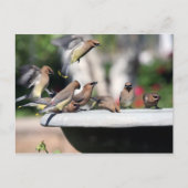 Cedar Waxwings at Bird Bath Postcard ポストカード (正面)