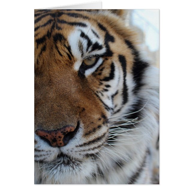 Cedarhillの動物の聖域カード (正面)