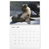 Celebrating Seals Wall Calendar 2026 Wildlife カレンダー (3月 2026)