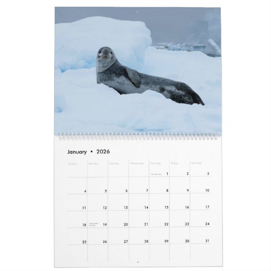 Celebrating Seals Wall Calendar 2026 Wildlife カレンダー (1月 2026)