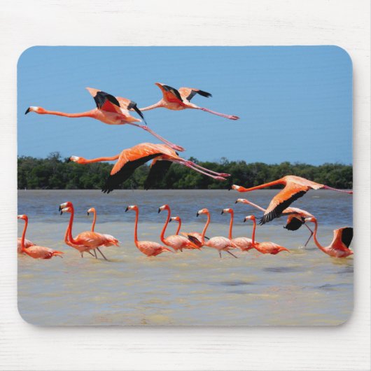 Celestunの生物圏の予備 マウスパッド (正面)