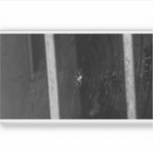 Cellar Spider シール (正面)