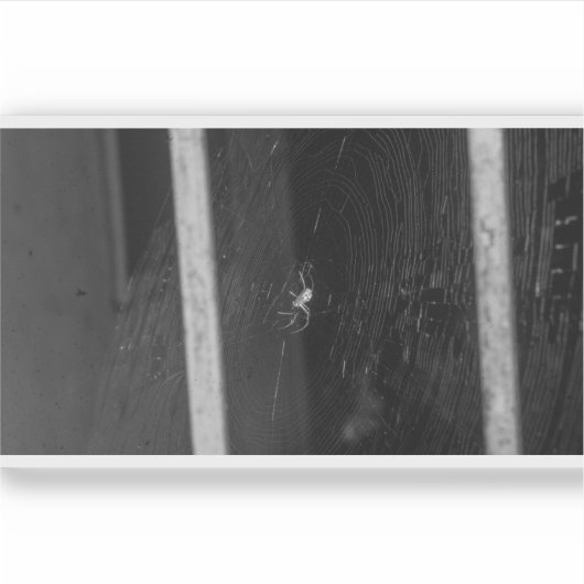 Cellar Spider シール (正面)