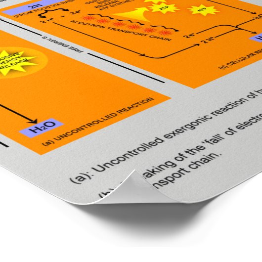 Cellular Respiration Steps in Biology ポスター (角)