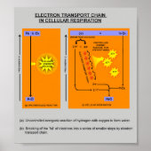 Cellular Respiration Steps in Biology ポスター (正面)