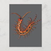 Centipede ポストカード (正面)