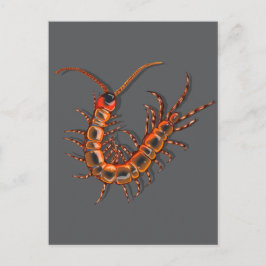Centipede  ポストカード