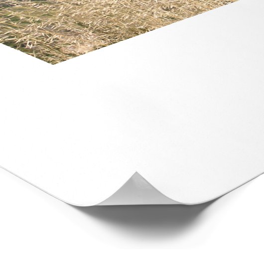 Central California Coastline ポスター (角)