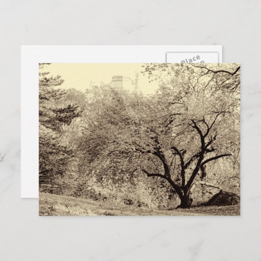 Central Parの黒と白の風景の冬の木 ポストカード (正面/裏面)