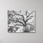 "Century Oak" Black and White Wall Art  キャンバスプリント (正面)