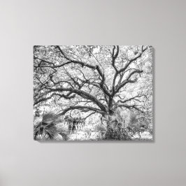 "Century Oak" Black and White Wall Art  キャンバスプリント