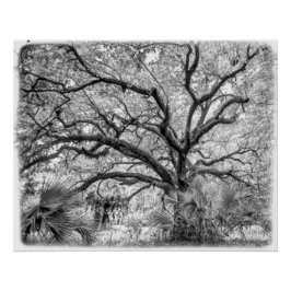 "Century Oak" Black and White Wall Art  ポスター