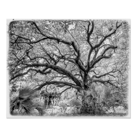 "Century Oak" Black and White Wall Art  ポスター (正面)