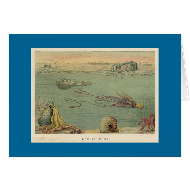 Cephalopoda (正面横)