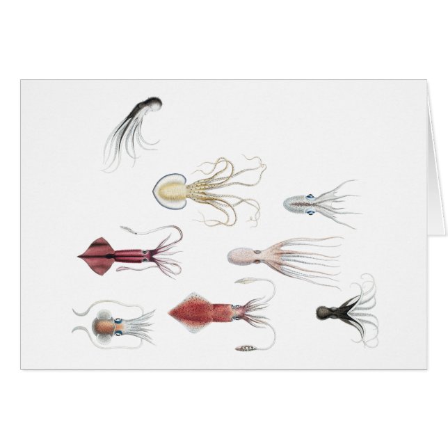 Cephalopodified (正面横)