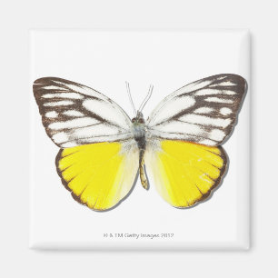 Ceporaのaspasia マグネット