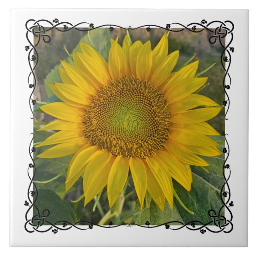 Ceramic Tile タイル (正面)