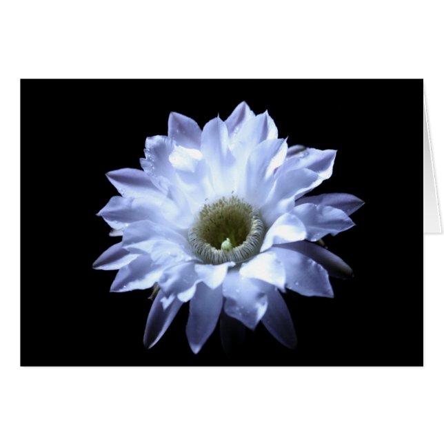 Cereusのサボテンの花 (正面横)
