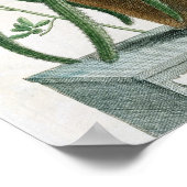 Cereus Minimus, c.1745 (色付きリトボ) ポスター (角)