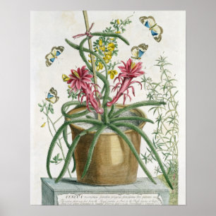 Cereus Minimus, c.1745 (色付きリトボ) ポスター