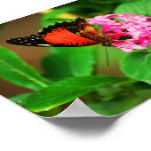 Cethosia biblis プリント (角)