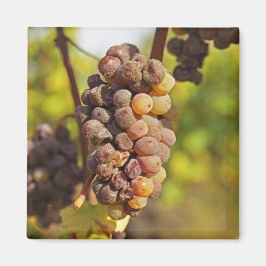 Ch Raymond Lafonでモリーなセミロンのブドウの束 マグネット (正面)