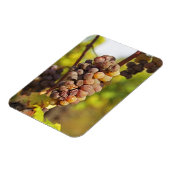 Ch Raymond Lafonでモリーなセミロンのブドウの束 マグネット (左側)