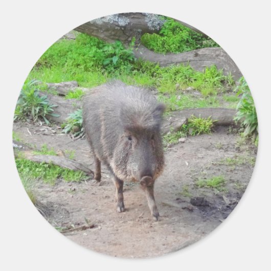 Chacoan Peccary #1シール ラウンドシール (正面)