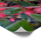 Chaenomeles japonica , Ornamental quince ポスター (角)