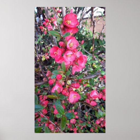 Chaenomeles japonica , Ornamental quince ポスター (正面)