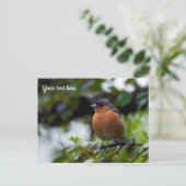 Chaffinch Postcard ポストカード (スタンド正面)