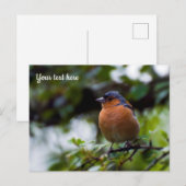 Chaffinch Postcard ポストカード (正面/裏面)
