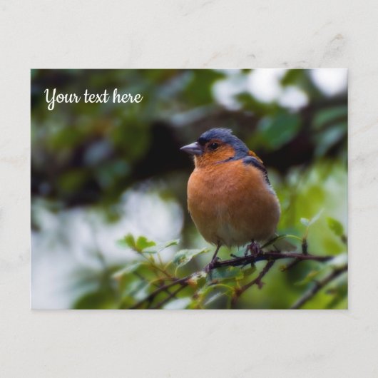 Chaffinch Postcard ポストカード (正面)