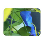 Chalice-of-Blue Morning Glory マグネット (横)