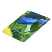 Chalice-of-Blue Morning Glory マグネット (左側)