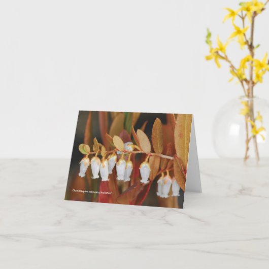 Chamaedaphneのcalyculata、leatherleaf カード (黄色い花)