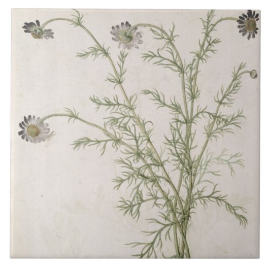 Chamaemelum nobile Allioni、c.1568 タイル (正面)