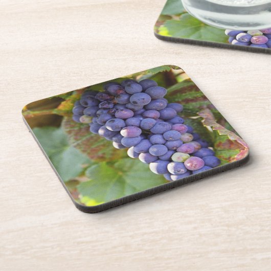 ChambertinのPinot Noirブドウの束 コースター (左側)