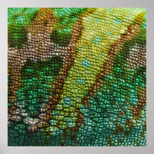 Chameleonスキンテクスチャテンプレート ポスター (正面)