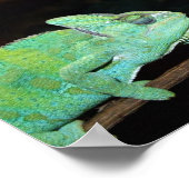 Chameleons Poster ポスター (角)