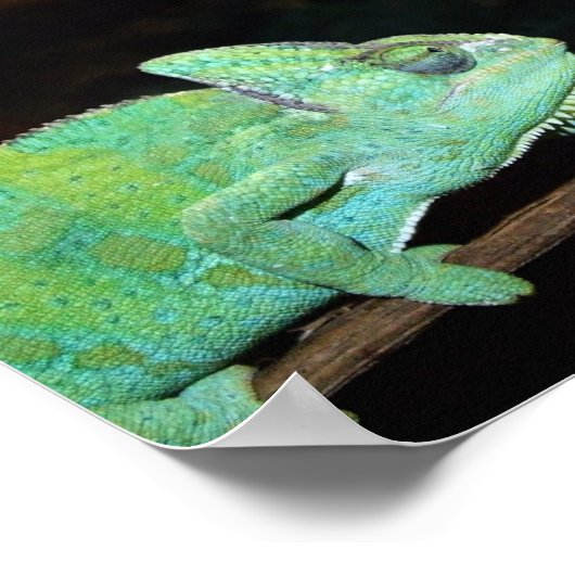 Chameleons Poster ポスター (角)